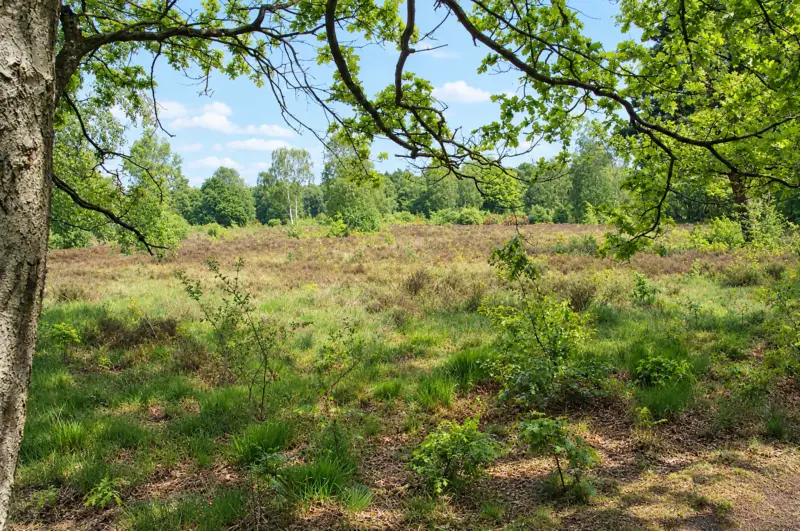 Putney Heath