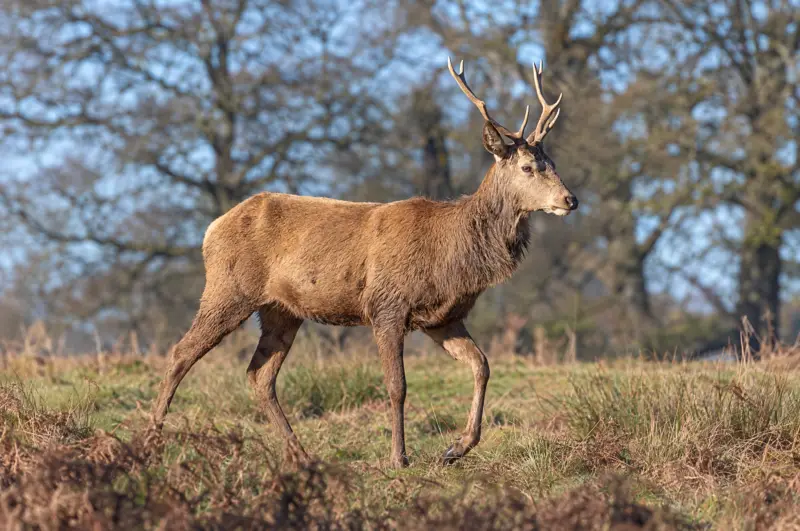 Richmond Park